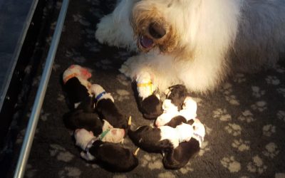 Alle pups een plekje bij hun nieuwe familie gekregen!